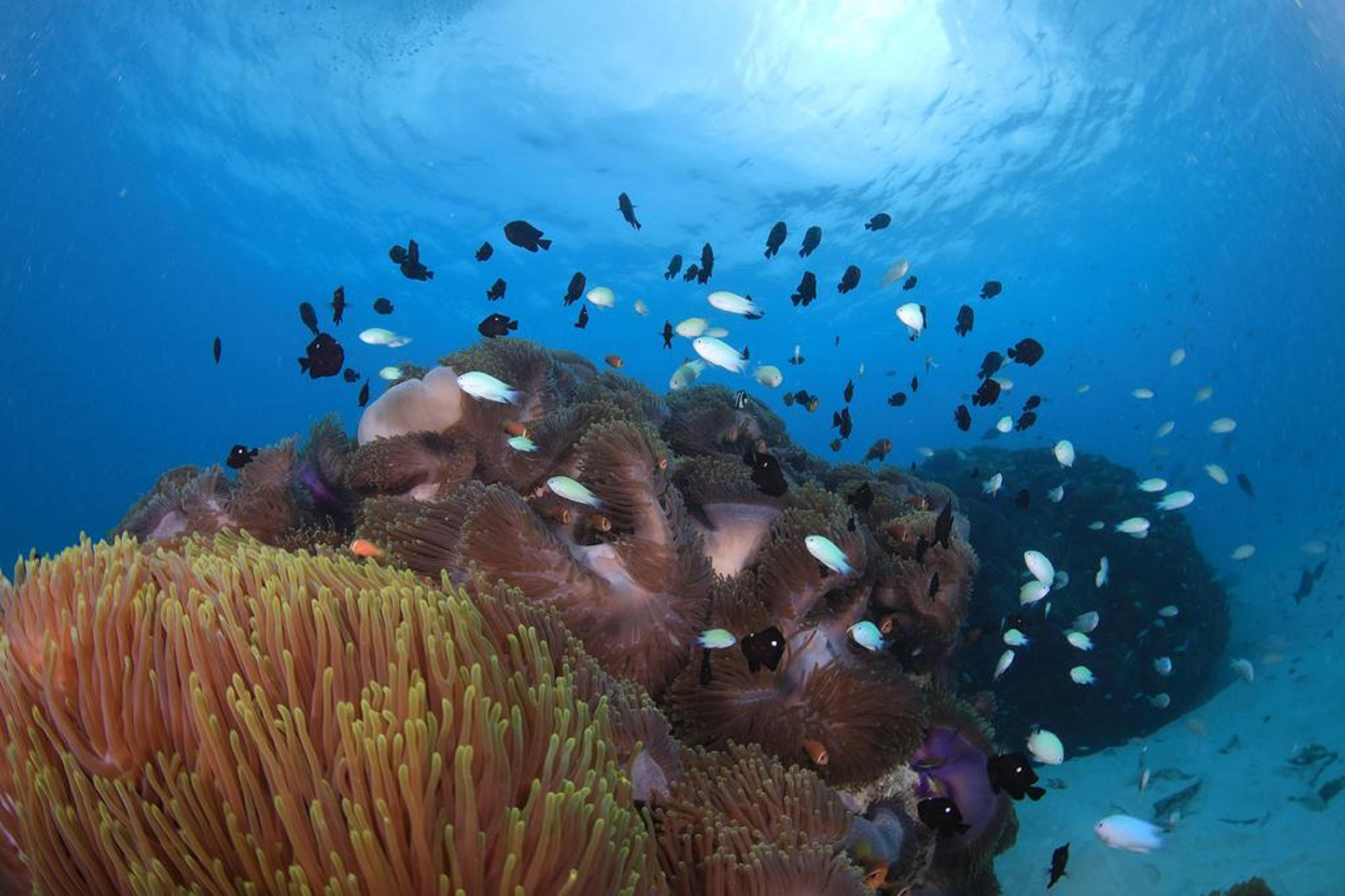하드록 호텔 몰디브 Emboodhoo Lagoon 외부 사진 Coral reef